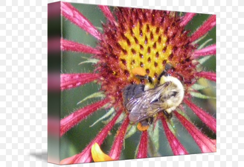 Honey Bee Art Printmaking Imagekind Poster, PNG, 650x560px, Honey Bee, Art, Arthropod, Beach, Bee Download Free