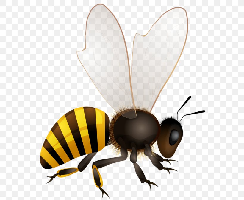 Honey Bee Insect, PNG, 600x671px, Bee, Africanized Bee, Arthropod, Beehive, Fly Download Free