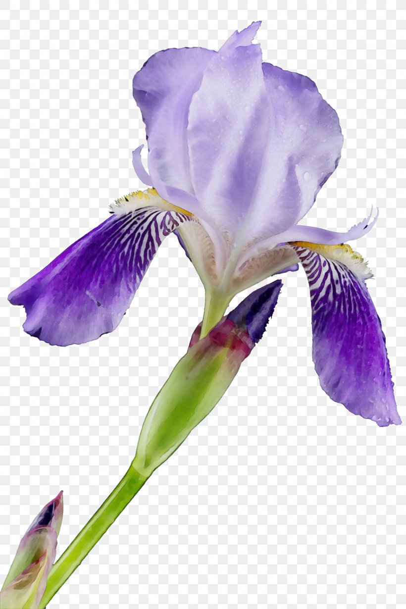 Flower Flowering Plant Petal Plant Algerian Iris, PNG, 1280x1920px, Watercolor, Algerian Iris, Flower, Flowering Plant, Iris Download Free