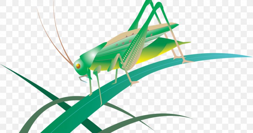 Insect Grasshopper Caelifera Locust Tettigonia Viridissima, PNG, 1200x630px, Insect, Arthropod, Bush Crickets, Caelifera, Close Up Download Free