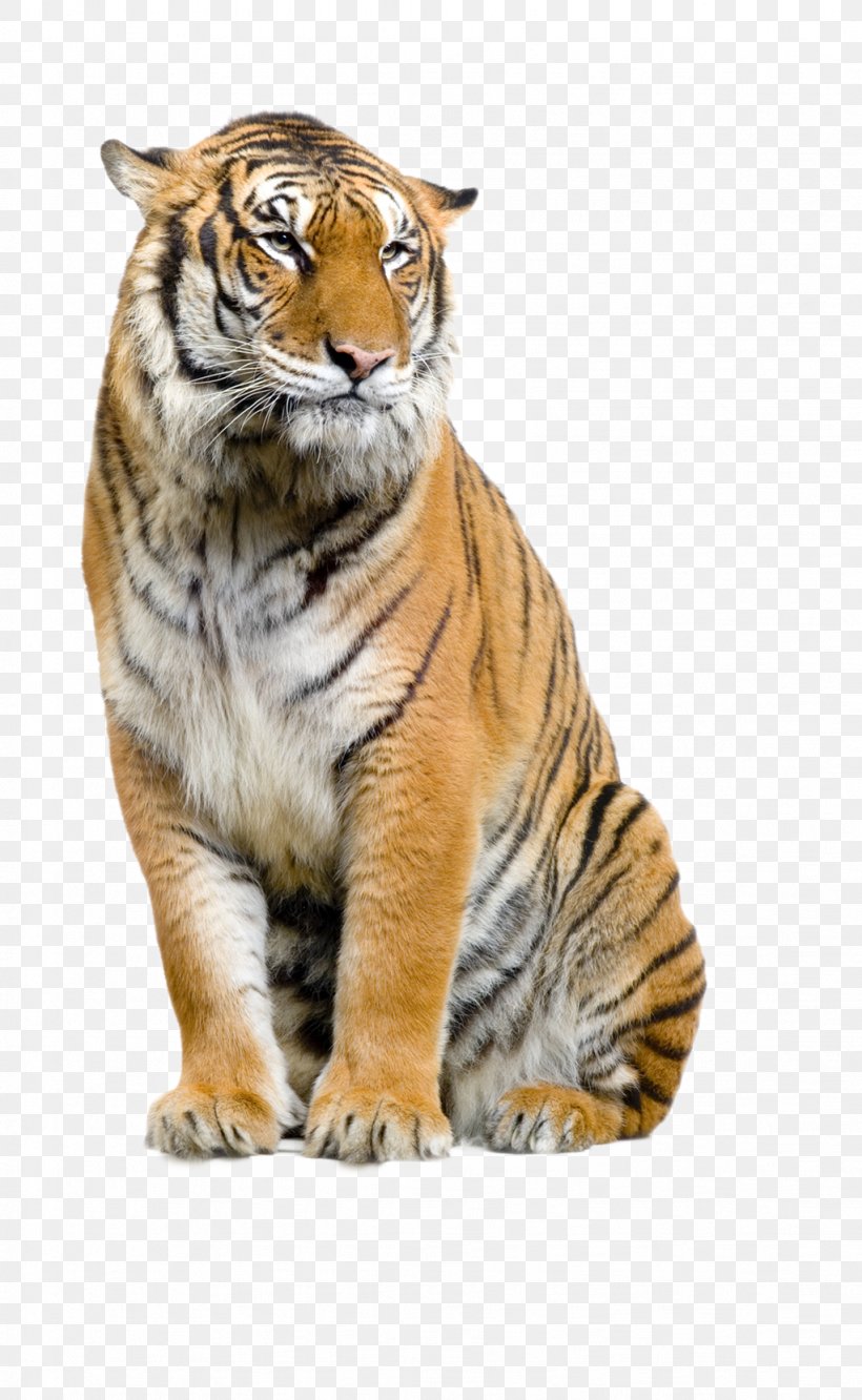 Lion Bengal Tiger Sumatran Tiger Cat Felidae, PNG, 1023x1662px, Lion, Animal, Bengal Tiger, Big Cat, Big Cats Download Free