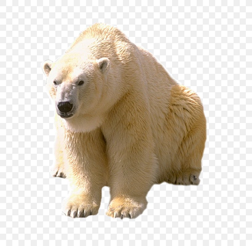 Polar Bear Animal Arctic, PNG, 600x800px, Watercolor, Cartoon, Flower, Frame, Heart Download Free