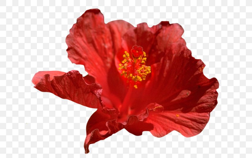 Shoeblackplant Rosemallows 2386 (عدد) Clip Art, PNG, 650x514px, Shoeblackplant, China Rose, Flower, Flowering Plant, Hibiscus Download Free