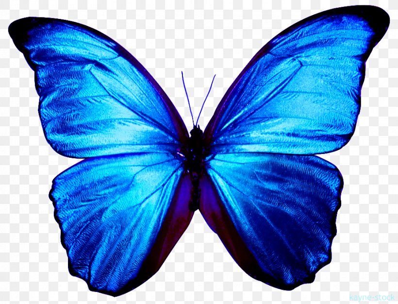 Butterfly Desktop Wallpaper Responsive Web Design Clip Art, PNG, 925x707px, Butterfly, Arthropod, Blue, Brush Footed Butterfly, Cobalt Blue Download Free