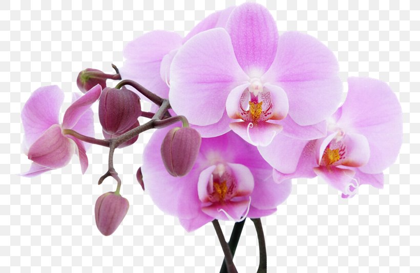 Fototapet Flower Orchids Lilac Wallpaper, PNG, 800x533px, Fototapet, Blossom, Branch, Color, Cut Flowers Download Free