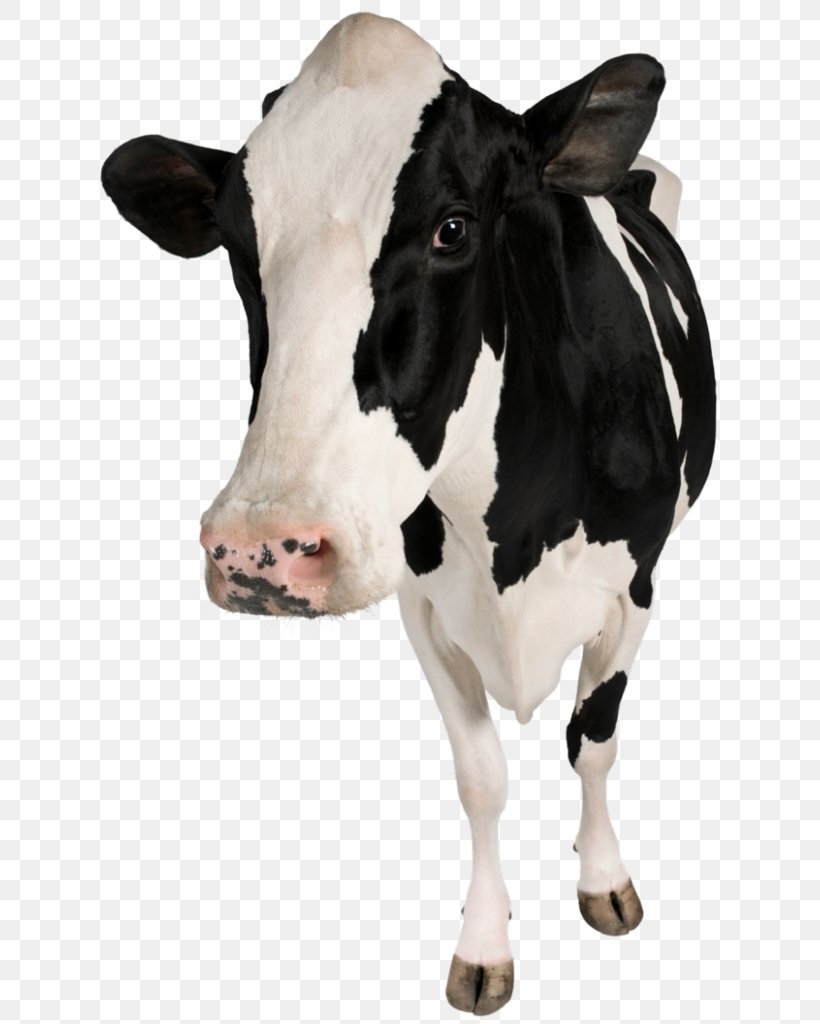 Holstein Friesian Cattle Calf Betsy The Cow Dairy Cattle Cow Hoof, PNG, 791x1024px, Holstein Friesian Cattle, Agriculture, Animal Slaughter, Betsy The Cow, Business Download Free