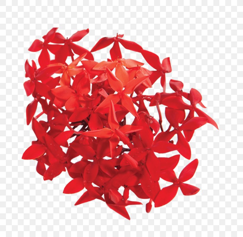 Ixora Coccinea Red Plant Flower Petal, PNG, 749x800px, Ixora Coccinea, Child Care, Cream, Flower, Infant Download Free