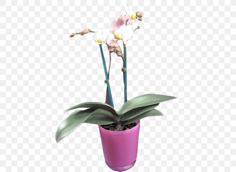 Moth Orchids Cattleya Orchids Houseplant Flowerpot, PNG, 450x600px, Moth Orchids, Cattleya, Cattleya Orchids, Flora, Flower Download Free