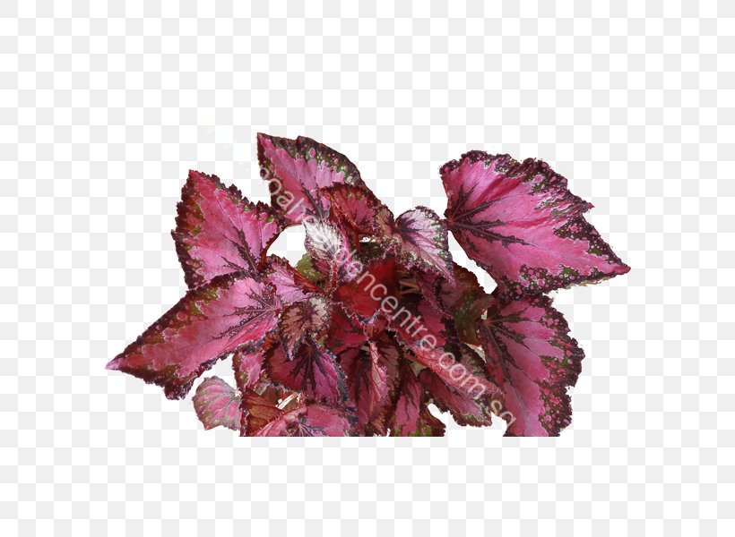Painted-leaf Begonia Sunlight Noah Garden Centre Soil, PNG, 600x600px, Paintedleaf Begonia, Begonia, Flower, Herb, Humidity Download Free