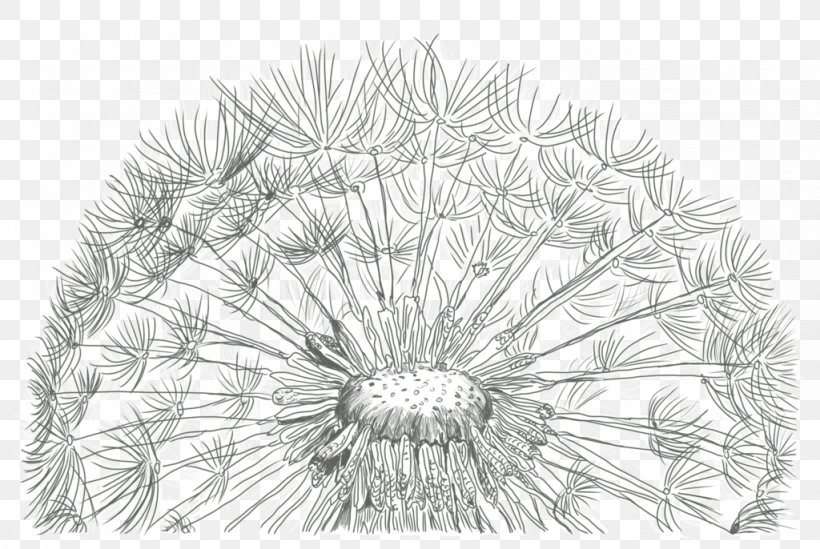 Sketch Drawing Illustration Image Common Dandelion, PNG, 1024x686px, Drawing, Arts, Blackandwhite, Botany, Cartoon Download Free