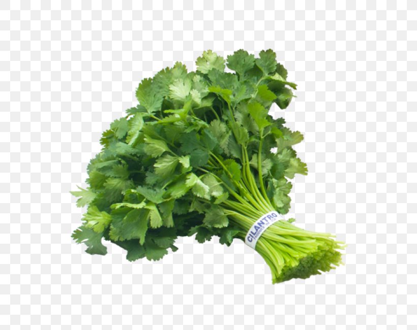 Coriander Parsley Cooking Aubergines Salsa, PNG, 550x650px, Coriander, Annual Plant, Aubergines, Celery, Chervil Download Free