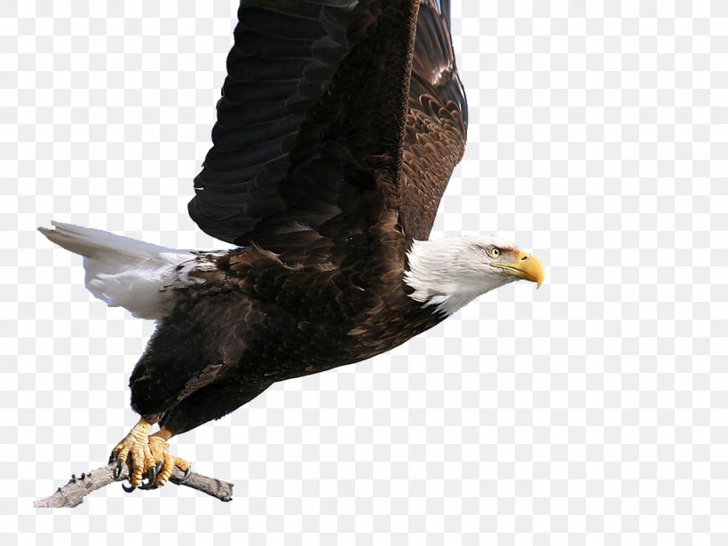 Bald Eagle Hawk, PNG, 1024x768px, Bald Eagle, Accipitriformes, Animal, Beak, Bird Download Free