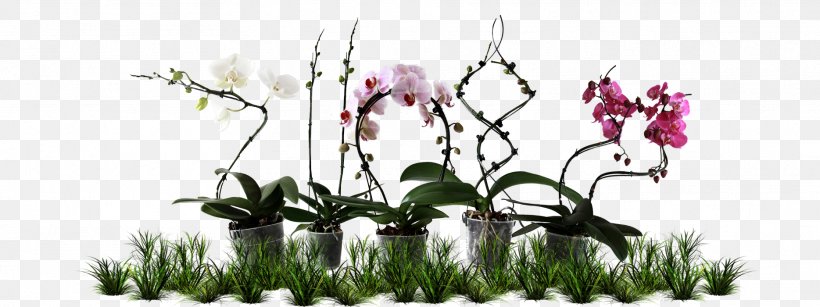 Floral Design Cut Flowers Plant Stem, PNG, 1869x700px, Floral Design, Branch, Cut Flowers, Flora, Floristry Download Free