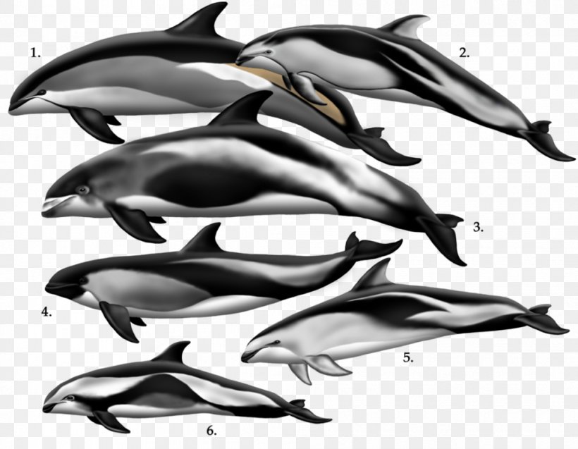 Short-beaked Common Dolphin White-beaked Dolphin Common Bottlenose Dolphin Tucuxi Striped Dolphin, PNG, 1014x788px, Shortbeaked Common Dolphin, Atlantic Whitesided Dolphin, Automotive Design, Black And White, Common Bottlenose Dolphin Download Free