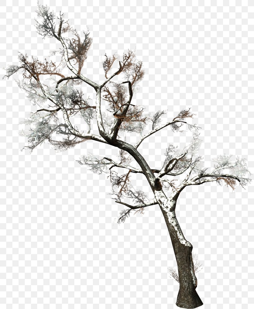 Twig Tree Branch Woody Plant Clip Art, PNG, 812x997px, Twig, Black And White, Branch, Conifers, Document Download Free