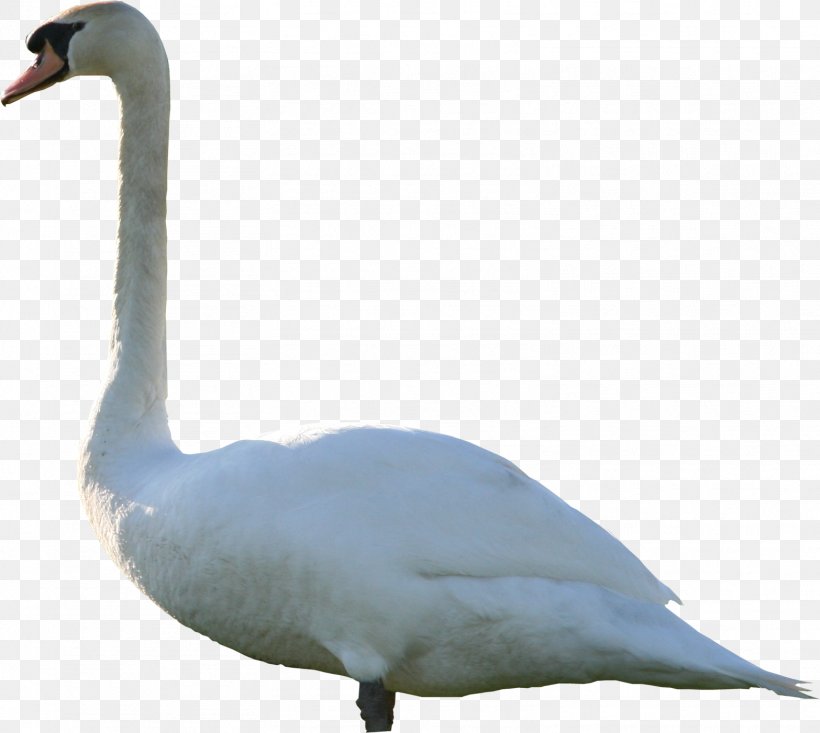 Mute Swan Goose, PNG, 1566x1401px, 3d Computer Graphics, Mute Swan, Anatidae, Beak, Bird Download Free