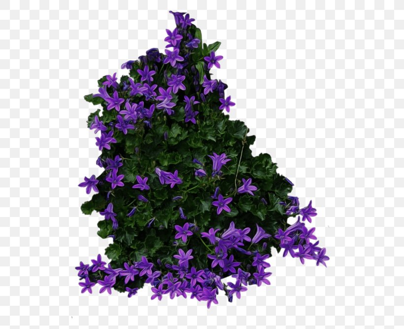 Clip Art Shrub Flower Image, PNG, 560x667px, Shrub, Annual Plant, Bellflower, Bellflower Family, Flower Download Free