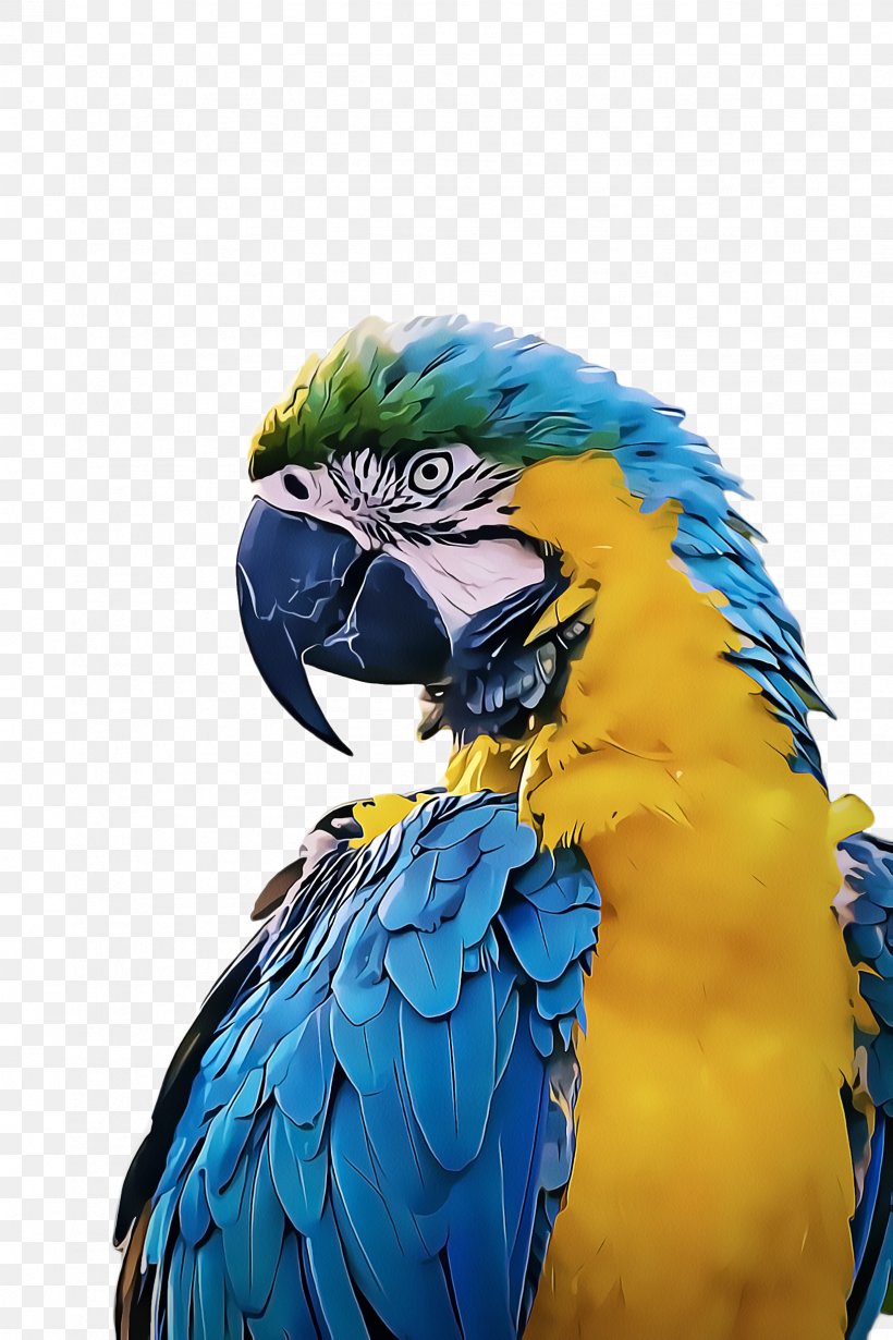 Bird Parrot, PNG, 1632x2448px, Book Covers, Beak, Bird, Blue, Book Download Free