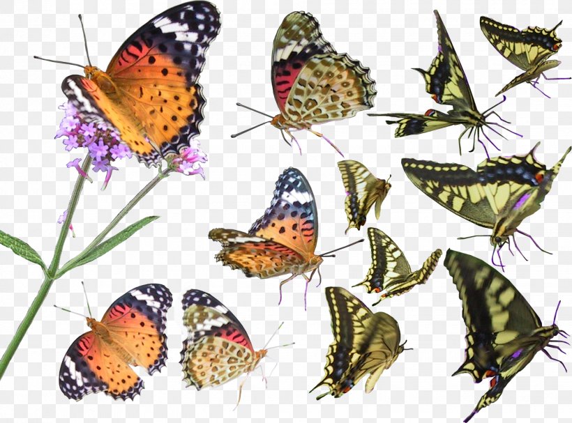 Butterfly Download Clip Art, PNG, 1429x1058px, 3d Computer Graphics, Butterfly, Arthropod, Brush Footed Butterfly, Butterflies And Moths Download Free