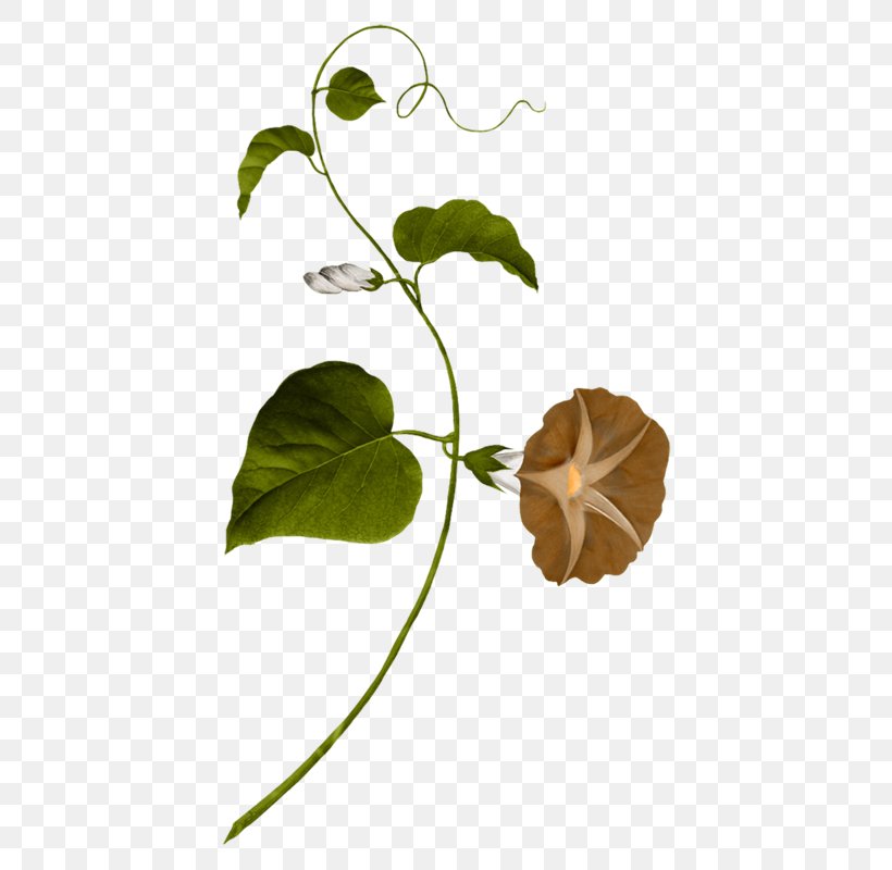 Clip Art Image Drawing, PNG, 457x800px, Drawing, Annual Plant, Art, Botany, Flower Download Free