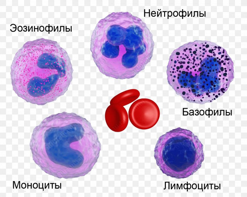 Neutrophil Eosinophil Basophil Blood Cell Monocyte, PNG, 1148x916px, Neutrophil, Basophil, Bead, Blood, Blood Cell Download Free