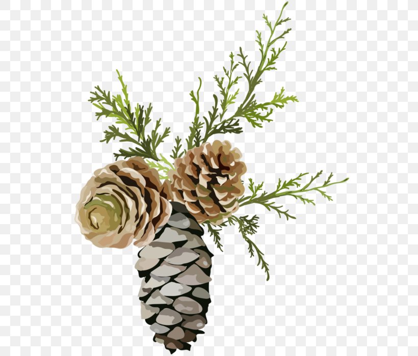 Pine Conifer Cone Chemical Element Fir, PNG, 581x699px, Pine, Branch, Chemical Element, Christmas Ornament, Cone Download Free