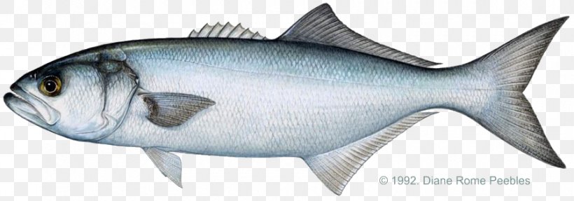 Bluefish International Game Fish Association Fishing Striped Bass, PNG, 900x316px, Bluefish, Angling, Animal Figure, Bigeye Tuna, Black Sea Bass Download Free