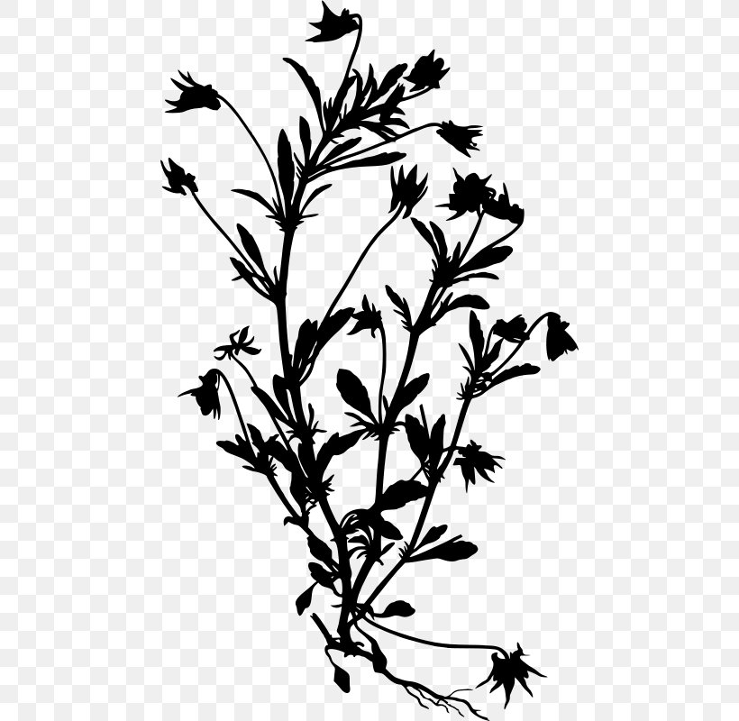 European Field Pansy Köhler's Medicinal Plants, PNG, 464x800px, Pansy, Black And White, Botanical Illustration, Botany, Branch Download Free