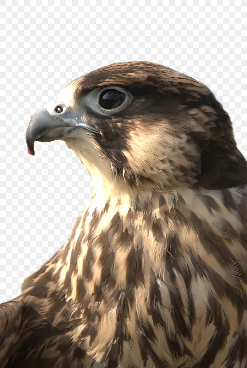 Feather, PNG, 966x1440px, Bird Of Prey, Beak, Biology, Birds, Closeup Download Free