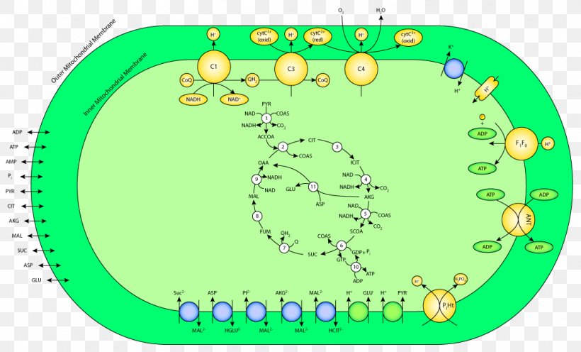 Green Line Point Oxidative Phosphorylation Clip Art, PNG, 1048x634px, Green, Area, Diagram, Grass, Organism Download Free