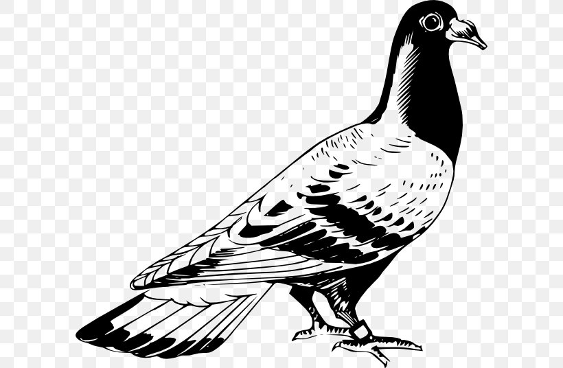 Homing Pigeon English Carrier Pigeon Columbidae Bird Drawing, PNG, 600x536px, Homing Pigeon, Animal, Beak, Bird, Bird Of Prey Download Free