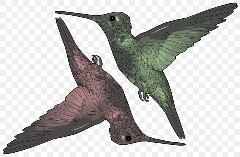 Hummingbird Beak Wing Fauna, PNG, 1024x670px, Bird, Beak, Fauna, Hummingbird, Hummingbird M Download Free