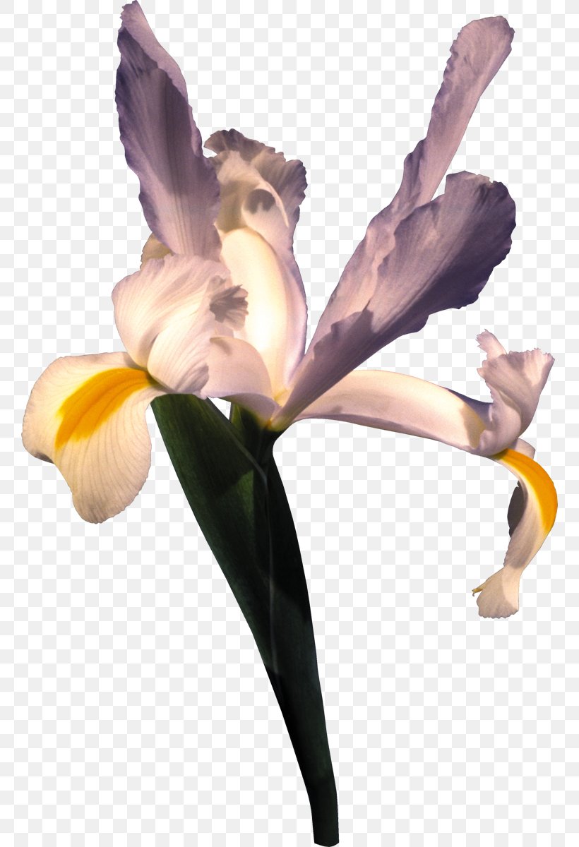 Irises Cut Flowers Iridaceae Wall Iris, PNG, 760x1200px, Irises, Blue, Color, Cut Flowers, Flower Download Free