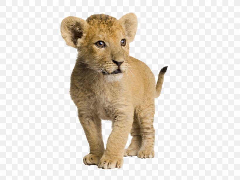 Lion Infant Cuteness Wallpaper, PNG, 1440x1080px, Lionhead Rabbit, Baby Lions, Big Cats, Carnivoran, Cat Like Mammal Download Free