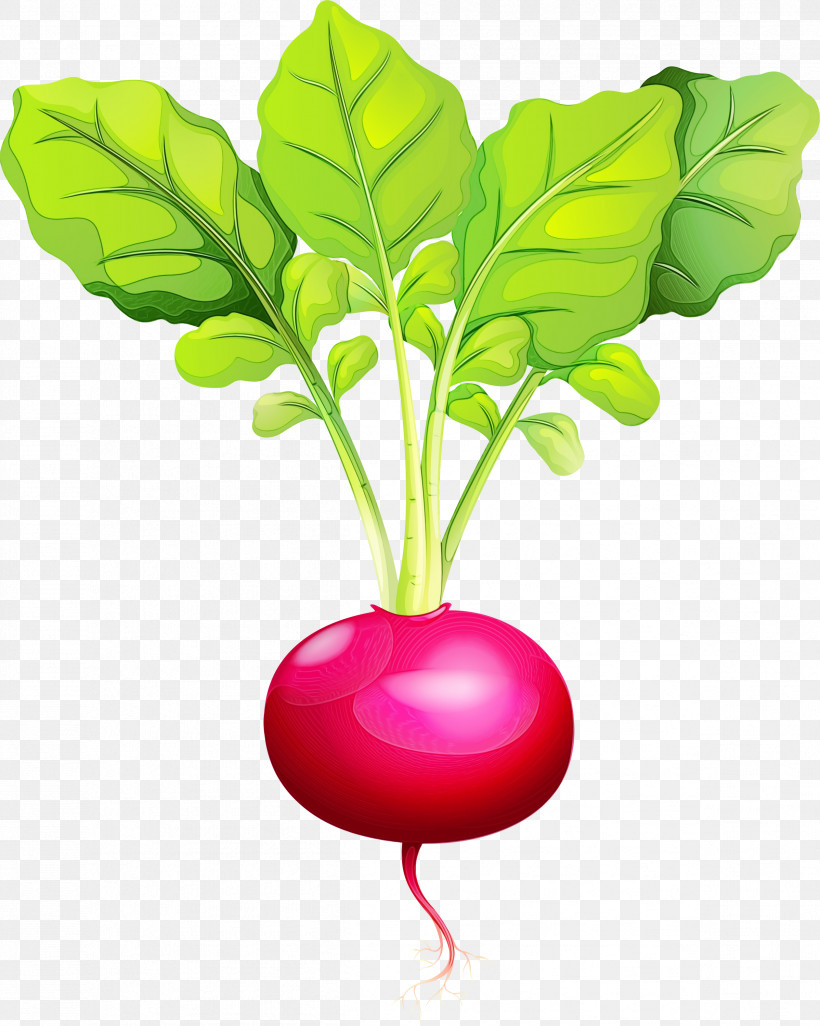 Radish Beetroot Beet Leaf Vegetable, PNG, 2397x3000px, Watercolor, Beet, Beetroot, Flower, Food Download Free
