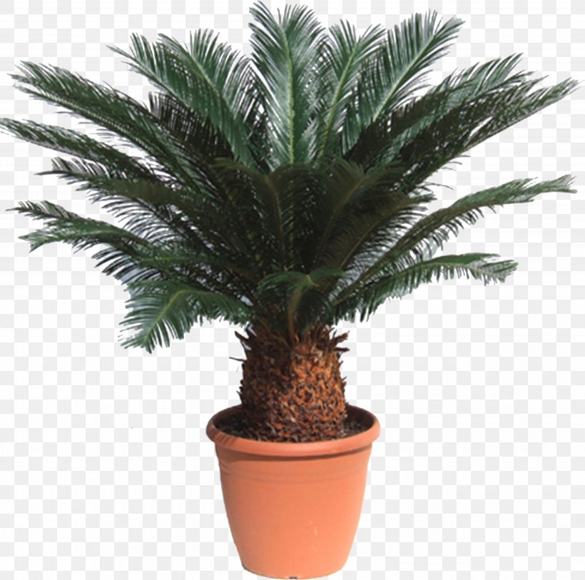 Sago Palm Cycad Houseplant Howea Forsteriana Metroxylon Sagu, PNG, 4070x4036px, Sago Palm, Arecaceae, Arecales, Bonsai, Chlorophytum Comosum Download Free