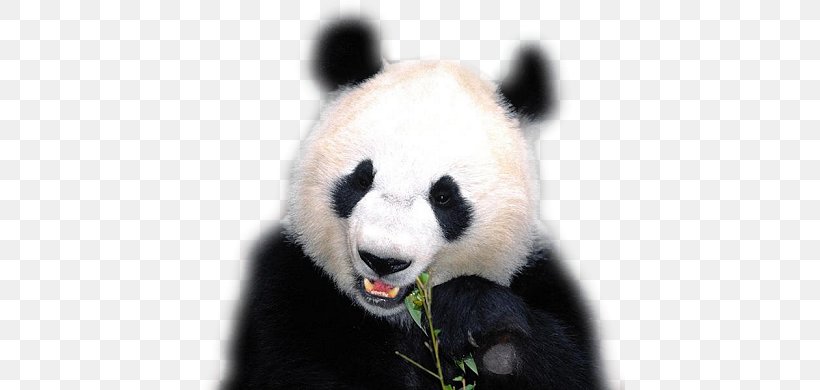 The Giant Panda Bear Red Panda Animal, PNG, 430x390px, Giant Panda, Animal, Bear, Carnivoran, Cuteness Download Free