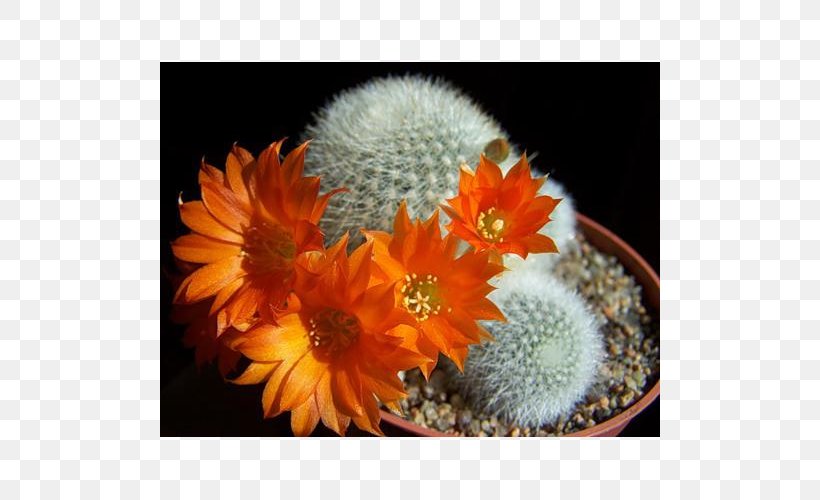 Cactaceae Rebutia Muscula Houseplant, PNG, 500x500px, Cactaceae, Begonia, Blossom, Cactus, Calla Lily Download Free