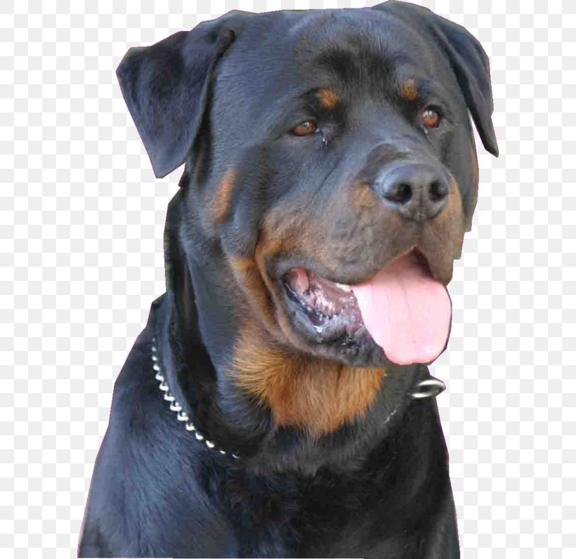 Rottweiler Dog Breed Scottish Terrier Snout Breed Group (dog), PNG, 600x796px, Rottweiler, Breed, Breed Group Dog, Carnivoran, Dog Download Free
