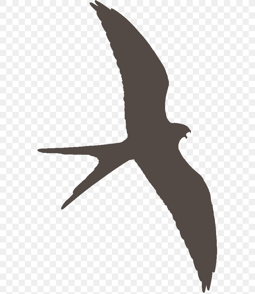 Beak Seabird Shorebirds Water Bird, PNG, 591x946px, Beak, Bird, Black, Black And White, Charadriiformes Download Free