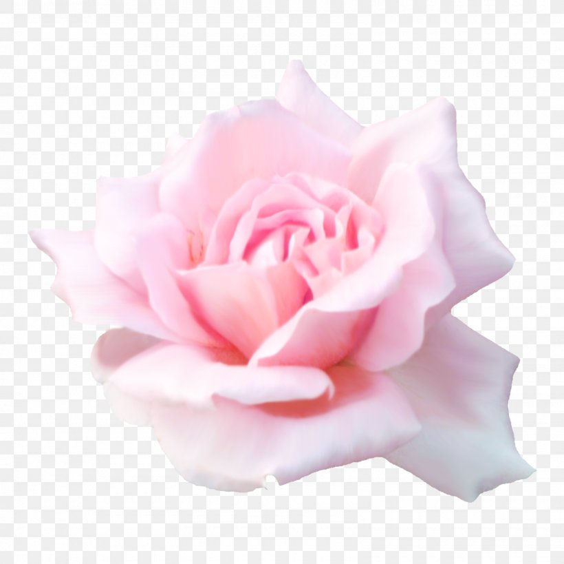 Desktop Wallpaper Rose Flower Clip Art, PNG, 1600x1600px, Rose, Cut Flowers, Floribunda, Flower, Flowering Plant Download Free