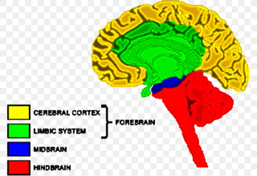 Forebrain Hindbrain Nervous System Cerebrum, PNG, 776x561px, Watercolor, Cartoon, Flower, Frame, Heart Download Free