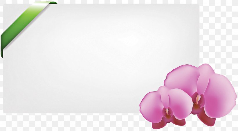 Garden Roses, PNG, 1600x886px, Petal, Easter, Egg, Flower, Garden Roses Download Free