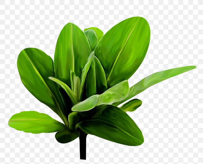 Leaf Plant Stem, PNG, 2000x1625px, Leaf, Flowerpot, Grass, Plant, Plant Stem Download Free