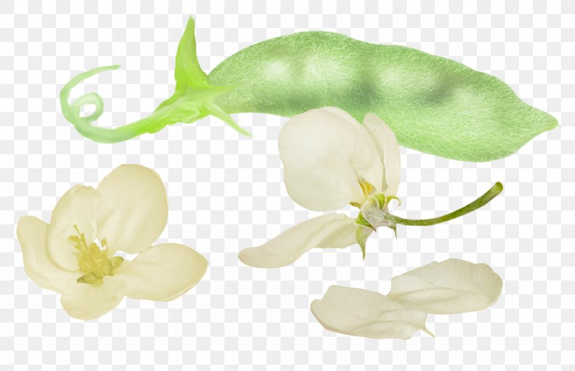 Broad Bean Icon, PNG, 1280x827px, Broad Bean, Bean, Common Bean, Flora, Flower Download Free