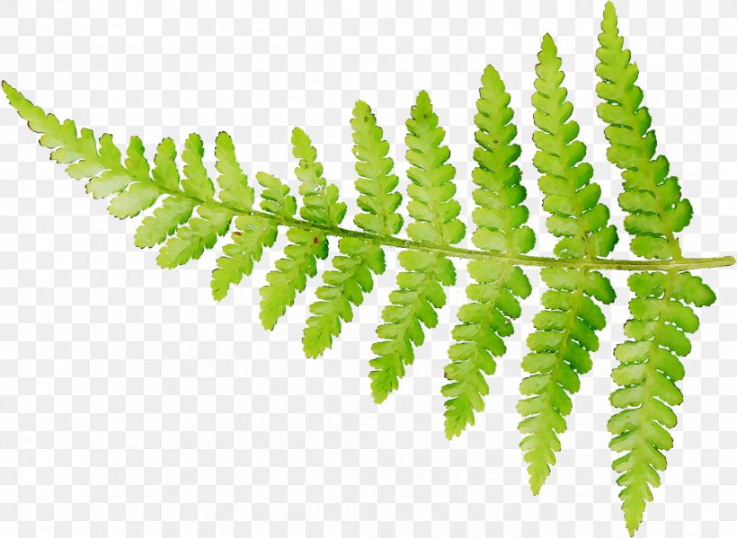 Ostrich Fern Paper Place Mats Leaf, PNG, 2339x1710px, Fern, Botany, Caulerpa, Citron, Ferns And Horsetails Download Free