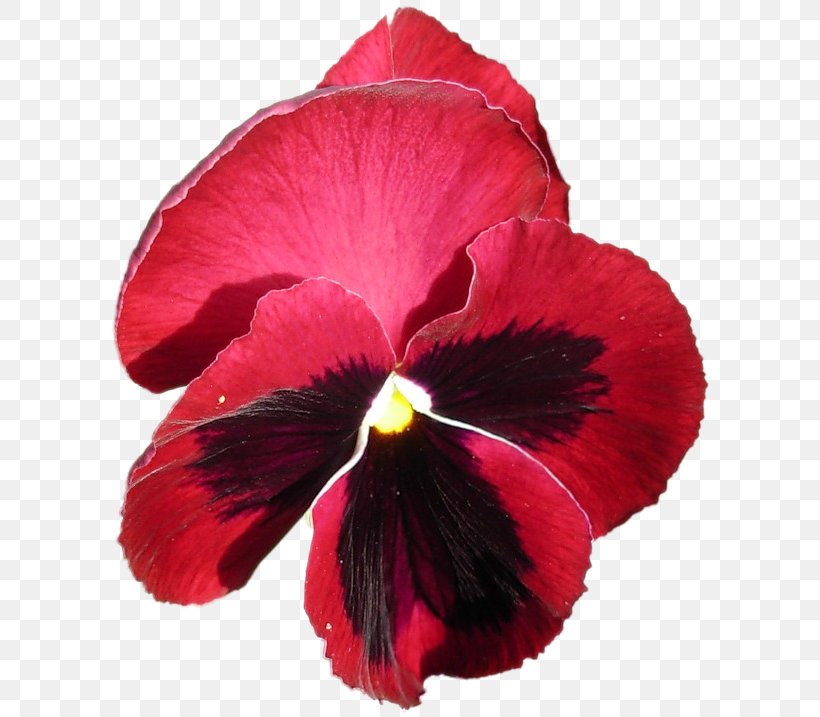 Pansy Annual Plant Violet Perennial Plant, PNG, 607x717px, 5 October, 31 July, 2017, Pansy, Advertising Download Free