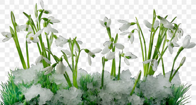 Desktop Wallpaper Snowdrop File Format Flower, PNG, 2849x1535px, Snowdrop, Computer, Family, Flower, Flowering Plant Download Free