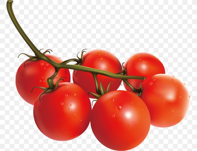 Tomato Vegetable Italian Cuisine, PNG, 768x630px, Tomato, Auglis, Bush Tomato, Cartoon, Cherry Download Free
