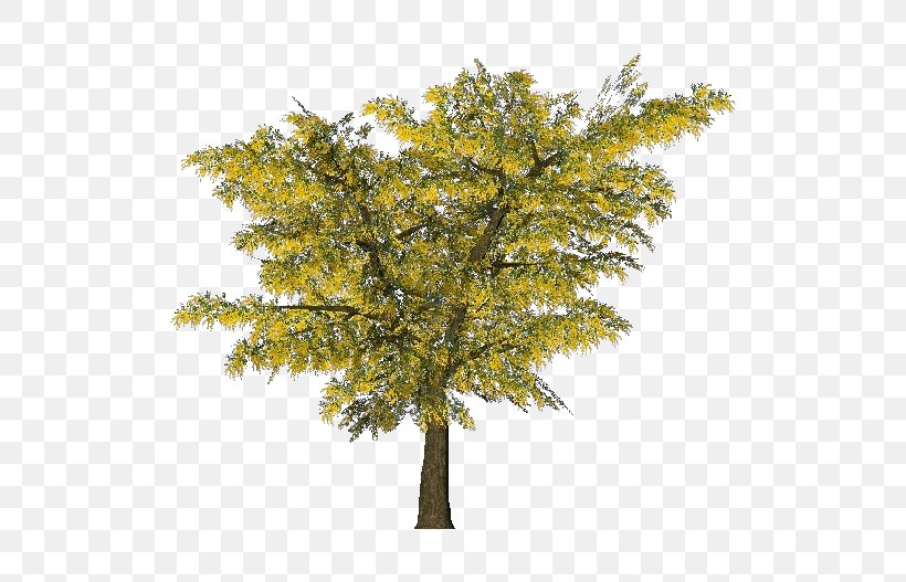 Tree Acacia Dealbata Ornamental Plant Branch, PNG, 750x527px, Tree, Acacia, Acacia Dealbata, Albizia Julibrissin, Branch Download Free